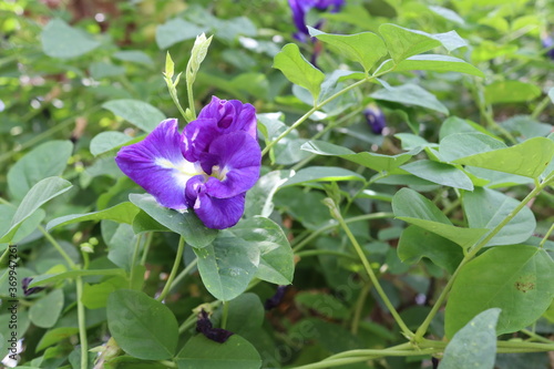 Pea flower purple blooming ivy hanging on tree closeup in the garden.