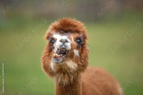 Alpaca posing for the camera in the mountains of North Carolina.