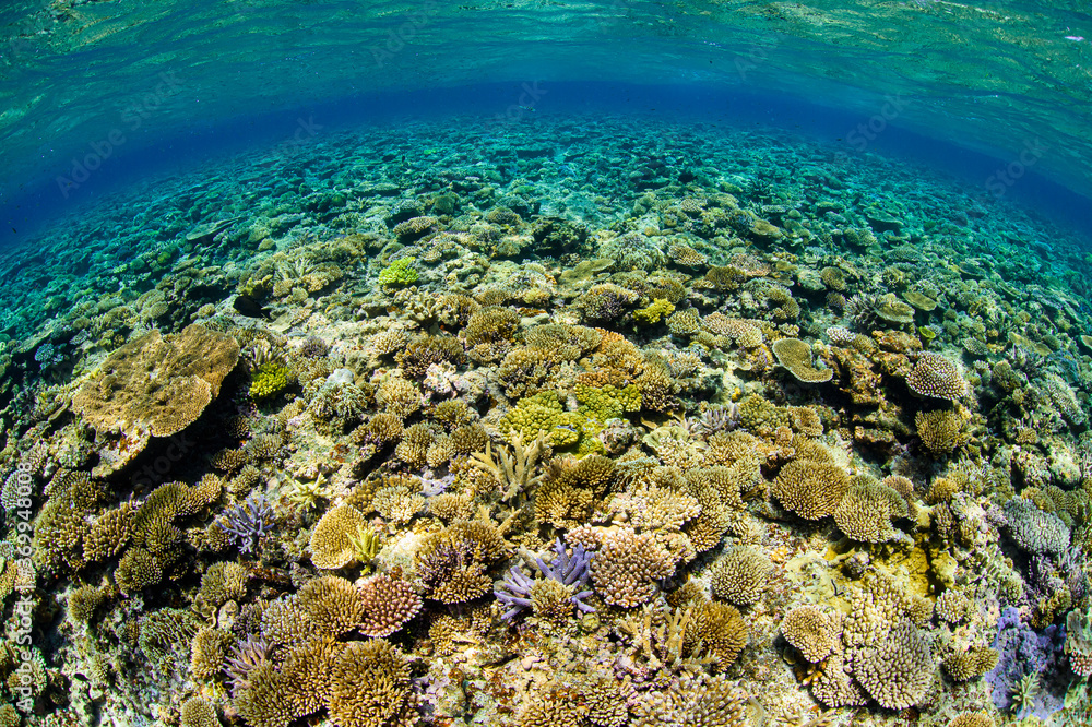 Fototapeta premium Beautiful Colorful Rich Coral Reefs of Yabiji Miyako Island Okinawa in Crystal Clear Water