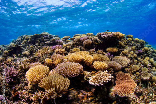 Beautiful Colorful Rich Coral Reefs of Yabiji Miyako Island Okinawa in Crystal Clear Water