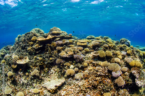 Fototapeta Naklejka Na Ścianę i Meble -  Beautiful Colorful Rich Coral Reefs of Yabiji Miyako Island Okinawa in Crystal Clear Water