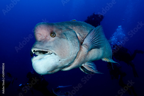 Portrait Close up Fish Face Asian Sheepshead Wrasse Underwater in Chiba, Japan