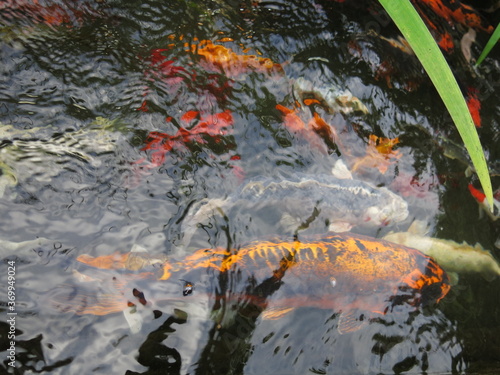 the colorful Cyprinus carpio are swimming in the koi pound close-up 