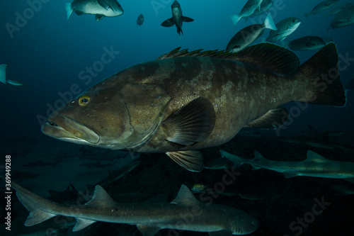 Face of Pregnant Long Tooth Grouper Swimming Underwater in Chiba, Japan