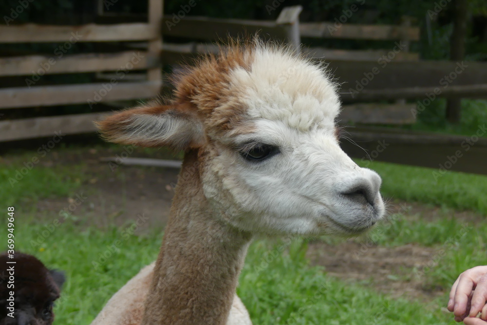 Obraz premium Vicungna pacos