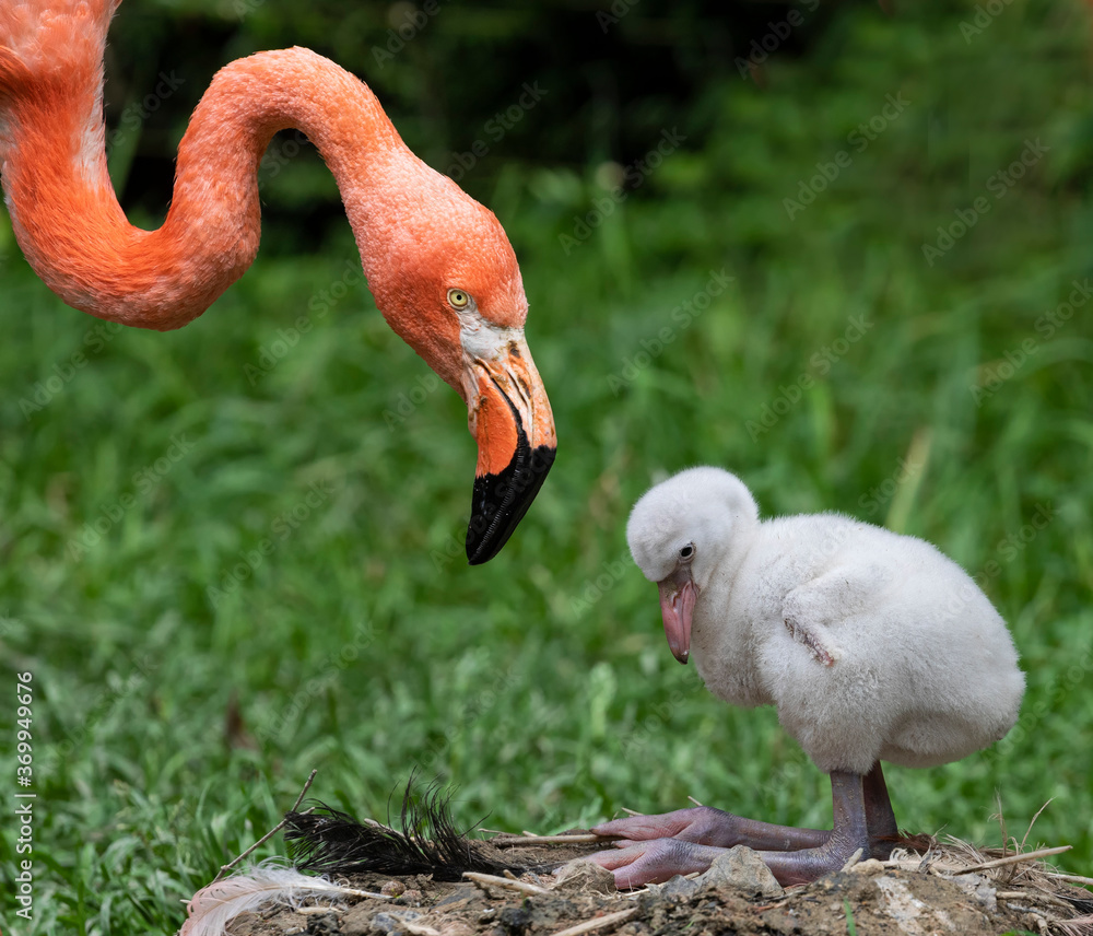 Fototapeta Close-up view of a chick and its mother (American Flamingo - Phoenicopterus ruber)