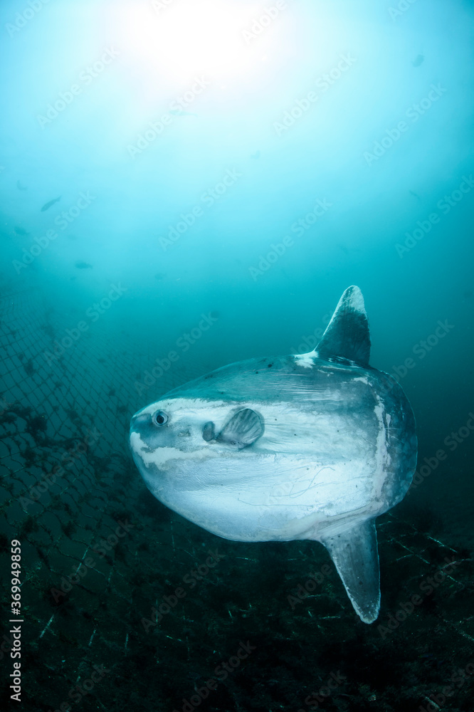 Fototapeta premium Ocean Sunfish Mola Mola Swimming Underwater in Fish Net