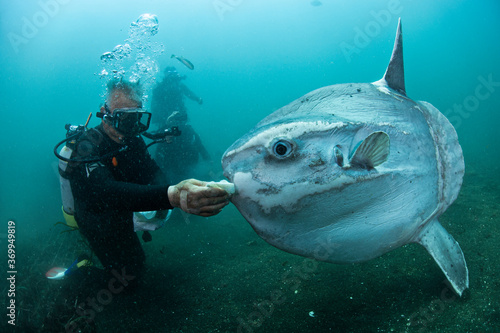 Ocean Sunfish Mola Mola being Fed Underwater 