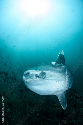 Ocean Sunfish Mola Mola Swimming Underwater in Fish Net