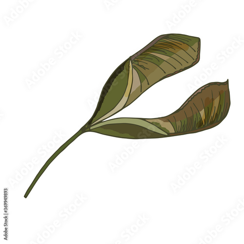 Acer pseudoplatanus on a white background.Botanical illustration - maple seeds