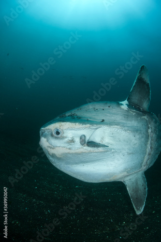 Ocean Sunfish Mola Mola Swimming Underwater in Fish Net © Martin