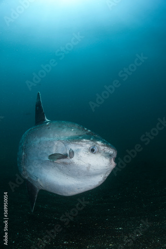 Ocean Sunfish Mola Mola Swimming Underwater in Fish Net