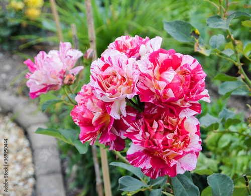 Ferdinand Pichard Rose
