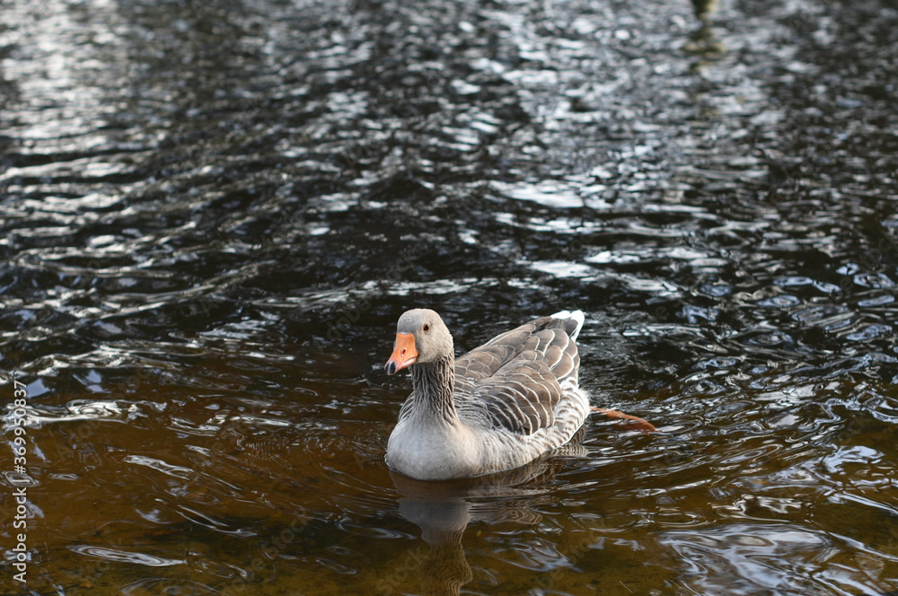 Fototapeta premium duck swimming on the edge of a lake
