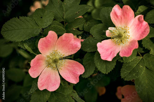 Beautiful pink rosehip bud flower among the leaves. Foliage and flower