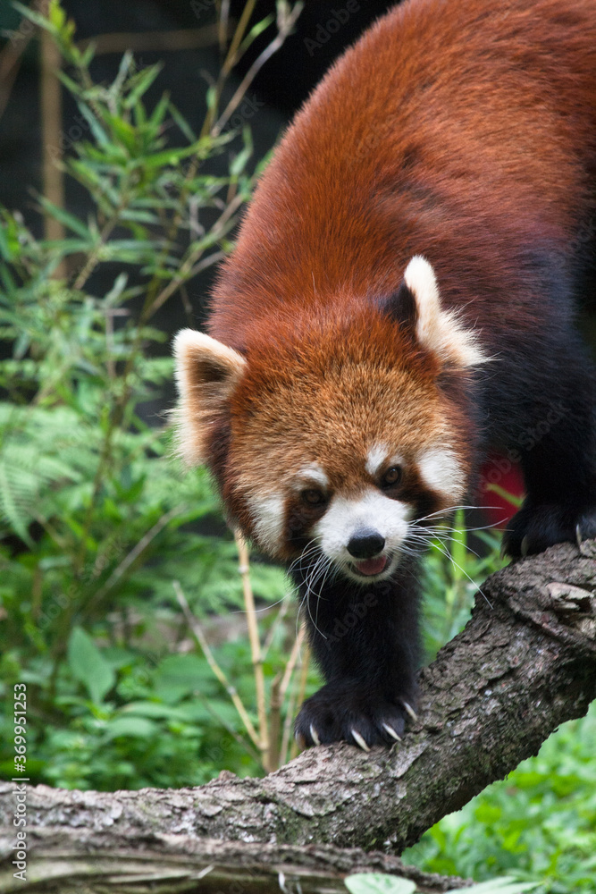 The Endangered Red Panda on Taman Safari, Bogor, Indonesia The Endangered Red Panda on Taman Safari, Bogor, Indonesia