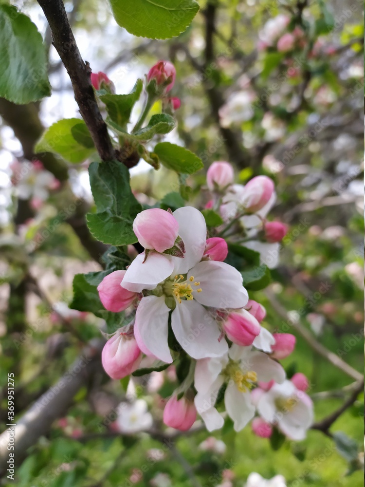Spring white flowers on tree branches Spring white flowers on tree branches