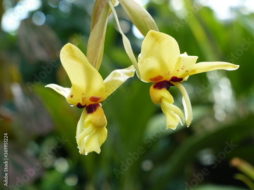 Stanhopea novogaliciana orchid, Orchidaceae family. photo