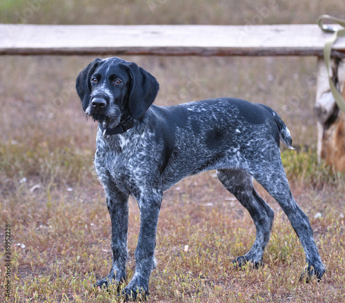 German wirehaired pointer or Drahthaar (Deutsch Drahthaar, Deutscher Drahthaariger Vorstehhund)