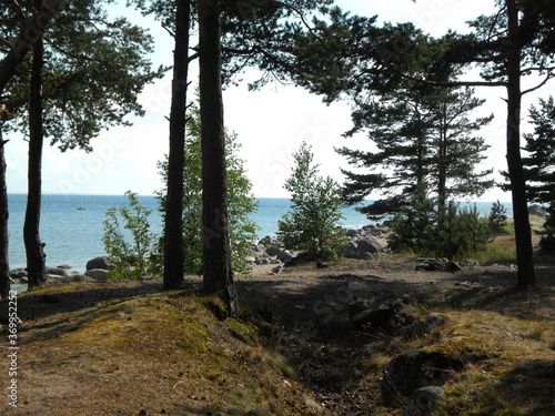 Sea view from the side of sand dunes, pine trees against a blue sky