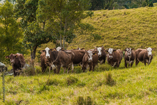 Cattle breed hereford and ostensible breeding for milk production and beef..