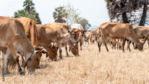 Fototapeta Naklejka Na Ścianę i Meble -  cows in a field