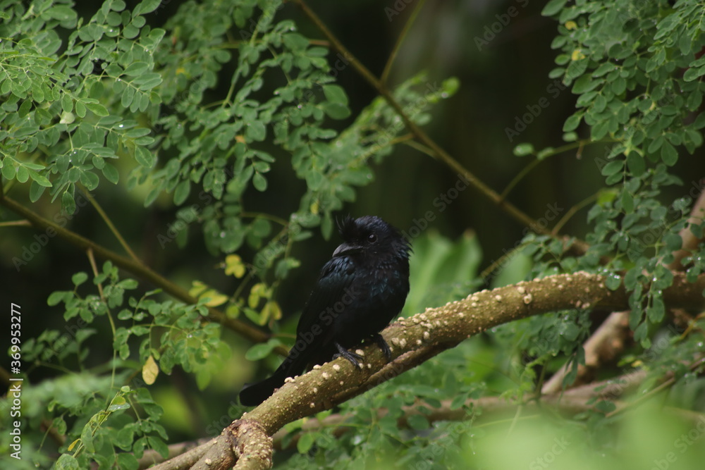 blackbird on a tree blackbird on a tree