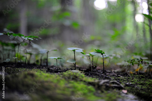 Un jeune forêt au sol photo