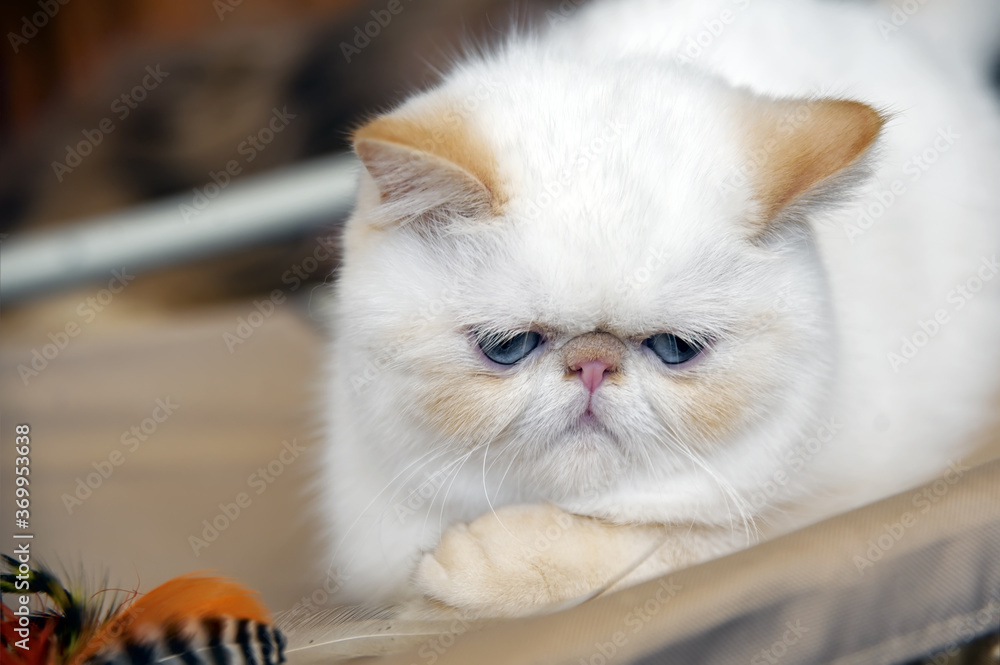 Pretty sad Persian cat