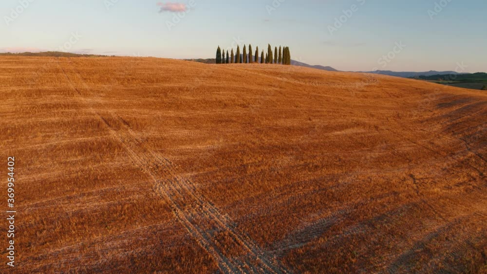 Aerial view of a typical Tuscany landscape from the air. Colorful sunset over group of cypress trees standing in hilly landscape against blue sky. Warm colours. Italian countryside.