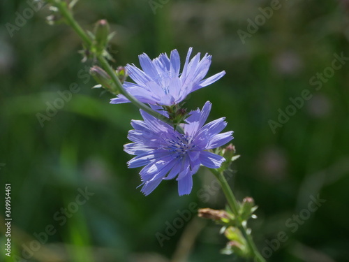 blooming chicory flowers close-up  herbal medicative plant