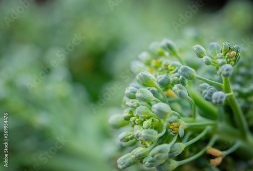 Broccoli on a green background. Cabbage, vegetables. Macro photography. Healthy food. Copy space.