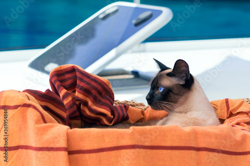 Traveling with pet on sail boat: siamese cat lying in jute basket on white deck in red orange textile cloth photo