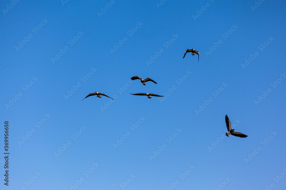 Birds Southern Lapwing flying at blue sky without clouds