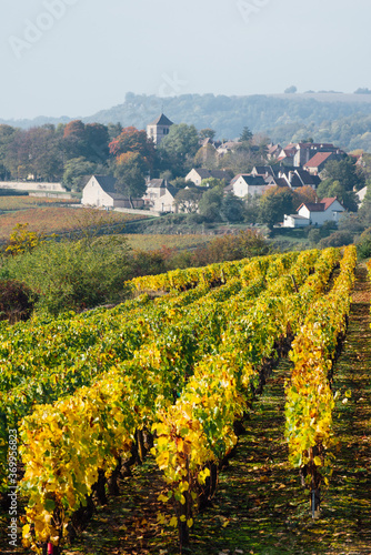 village de bourgogne. saint-romain en côte-d'or. paysage viticole en automne