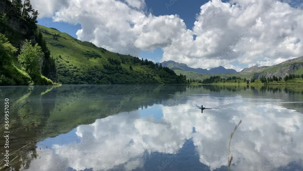 Duck swimming in a mountain lake surrounded by the forest. Blue sky mirrored in the lake. Duck swimming in a mountain lake surrounded by the forest. Blue sky mirrored in the lake.