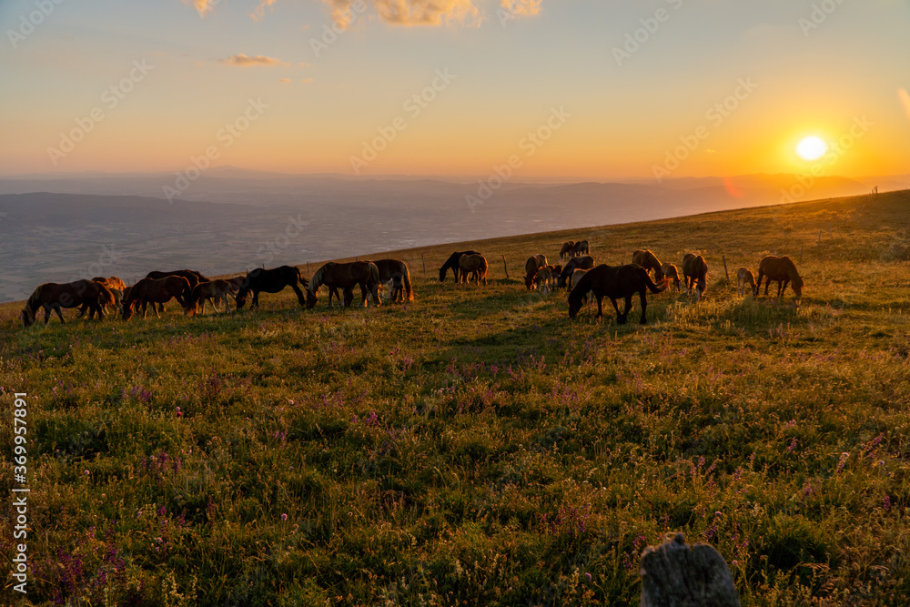 Horses in a sunset.