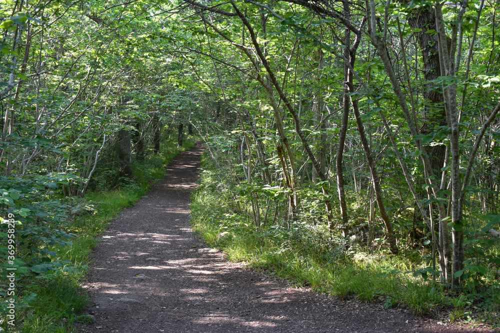 Footpath in a lush greenery Footpath in a lush greenery