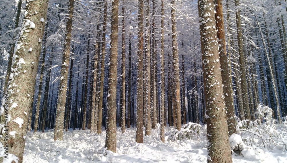 Fototapeta premium las