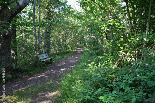 Resting place by a footpath in a green forest photo