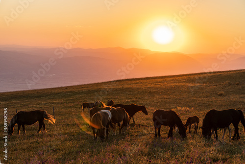 Horses in a sunset.