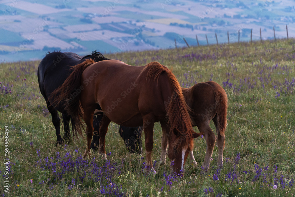 Fototapeta premium Horses in a sunset.