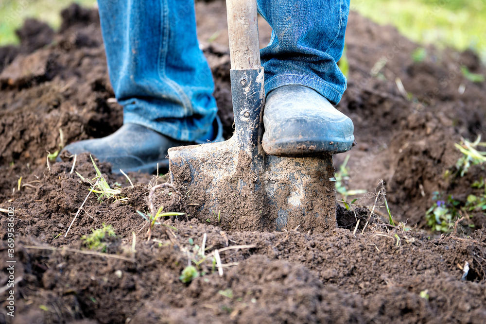 Male feet in rubber boots digging the ground in the garden bed with an old shovel in the summer garden Male feet in rubber boots digging the ground in the garden bed with an old shovel in the summer garden