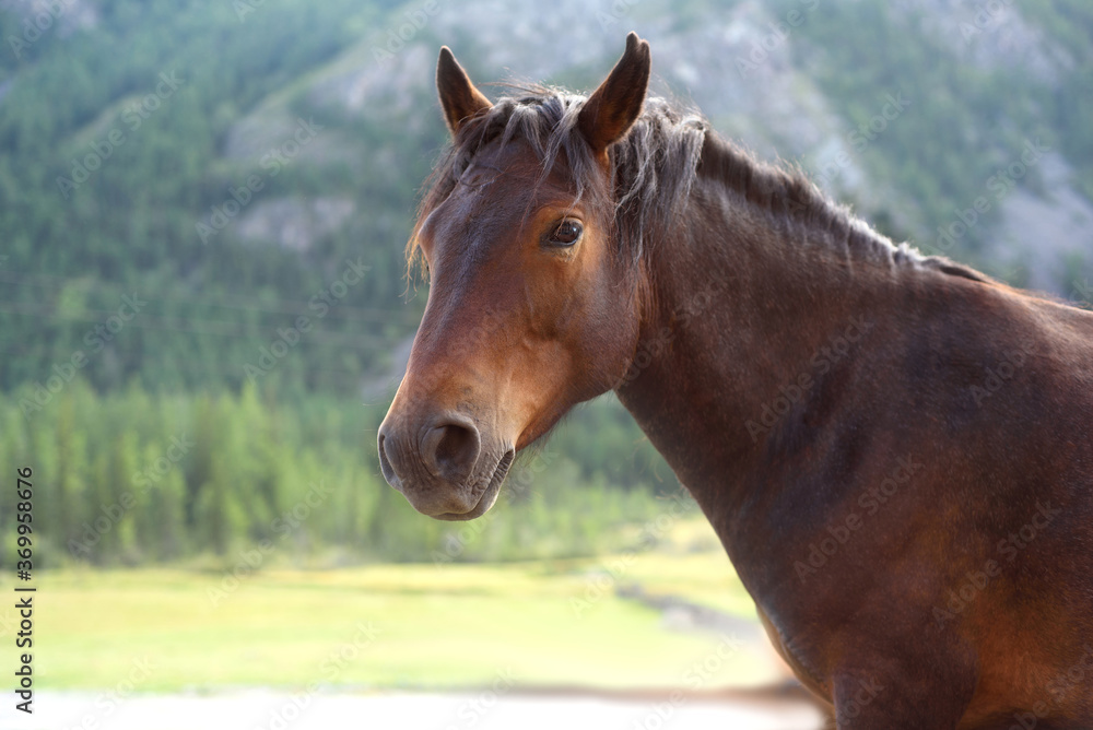 Obraz premium Brown horse looking at the camera