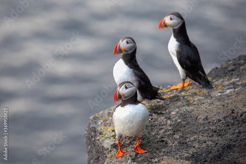 Three birds puffins sitting on a cliff of Iceland