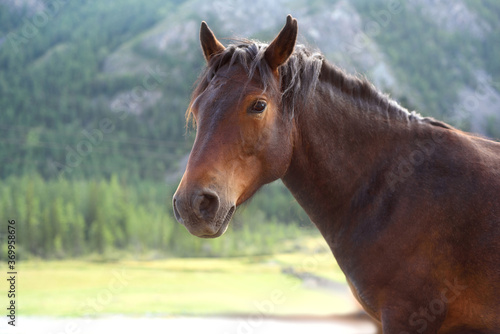 Brown horse looking at the camera © penyushkin