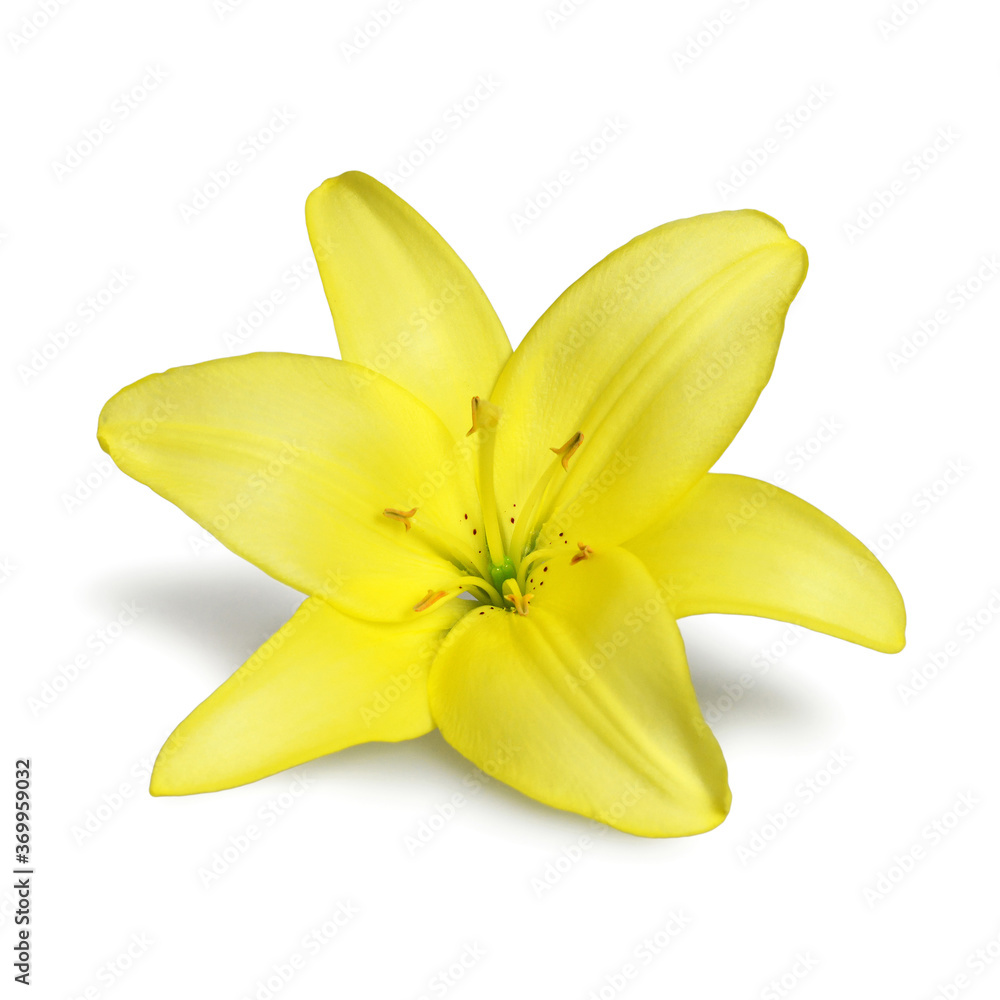 Yellow lily flower isolated on white background Yellow lily flower isolated on white background
