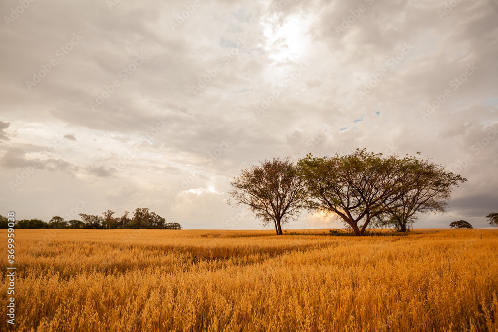 Fototapeta premium Planting of oats in the evening