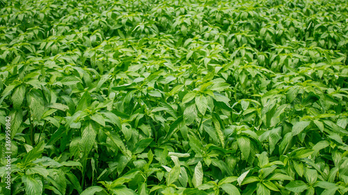 Small jute trees in the field Jute was once known as the golden fiber of Bangladesh.Green jute leaves create a beautiful background.