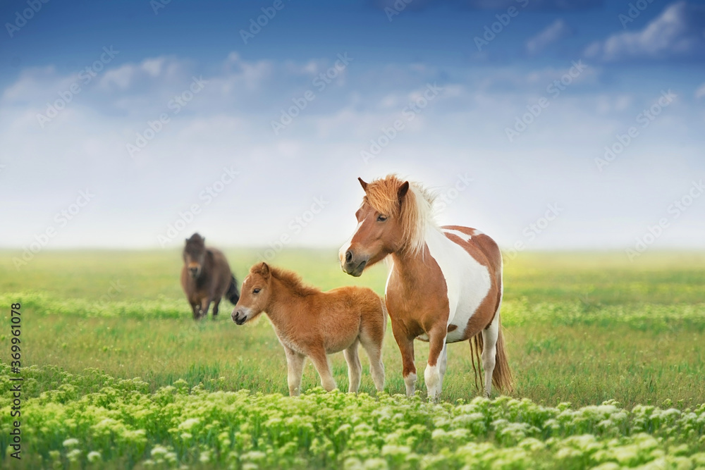 Pony mare with foal on asture Pony mare with foal on asture